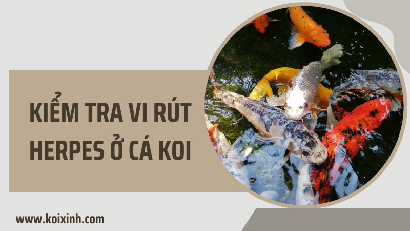 Kiểm Tra Vi Rút Herpes ở Cá Koi