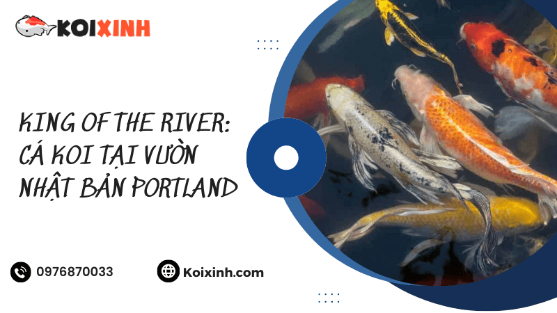 King Of The River: Cá Koi Tại Vườn Nhật Bản Portland King Of The River: Cá Koi Tại Vườn Nhật Bản Portland