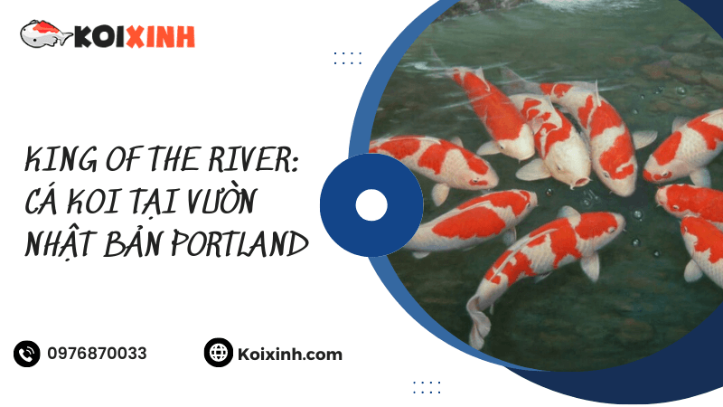 King Of The River: Cá Koi Tại Vườn Nhật Bản Portland King Of The River: Cá Koi Tại Vườn Nhật Bản Portland