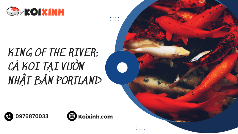 King Of The River: Cá Koi Tại Vườn Nhật Bản Portland