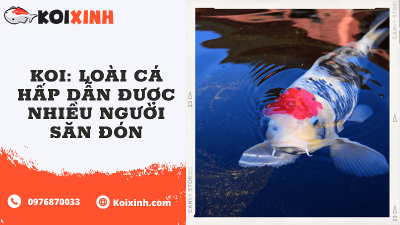 Koi: Loài Cá Hấp Dẫn được Nhiều Người Săn đón