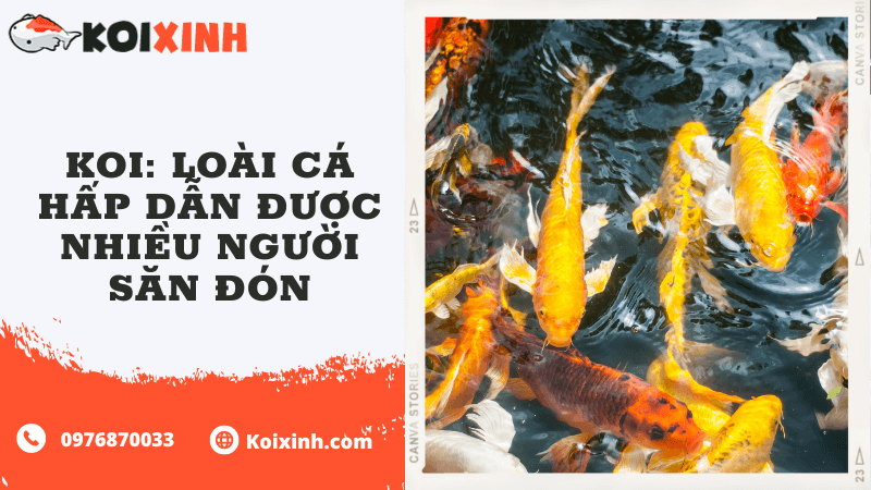 Koi: Loài Cá Hấp Dẫn được Nhiều Người Săn đón