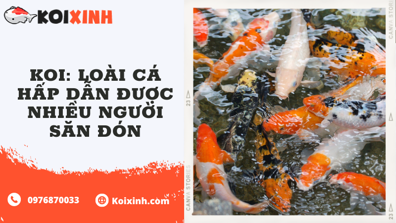 Koi: Loài Cá Hấp Dẫn được Nhiều Người Săn đón