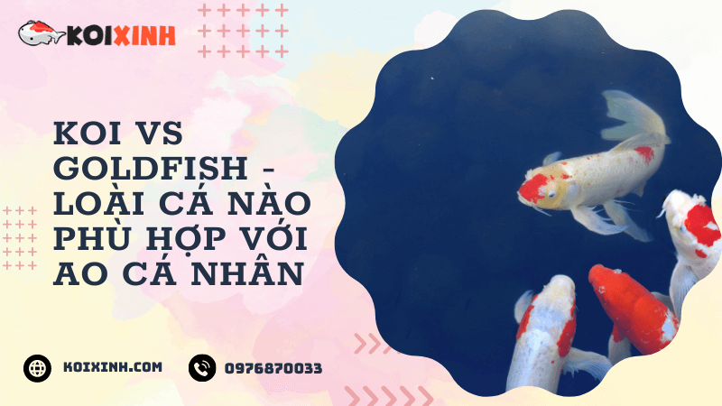 Koi Vs Goldfish – Loài Cá Nào Phù Hợp Với Ao Cá Nhân (sự Khác Biệt Chính) Koi Vs Goldfish – Loài Cá Nào Phù Hợp Với Ao Cá Nhân (sự Khác Biệt Chính)