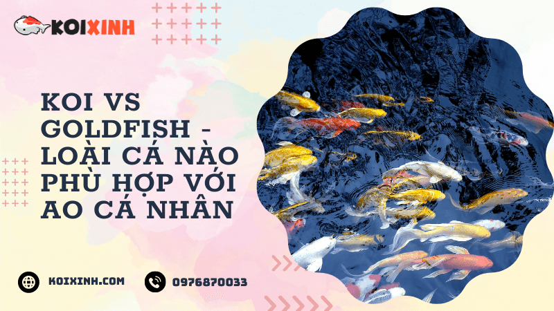 Koi Vs Goldfish – Loài Cá Nào Phù Hợp Với Ao Cá Nhân (sự Khác Biệt Chính) Koi Vs Goldfish – Loài Cá Nào Phù Hợp Với Ao Cá Nhân (sự Khác Biệt Chính)