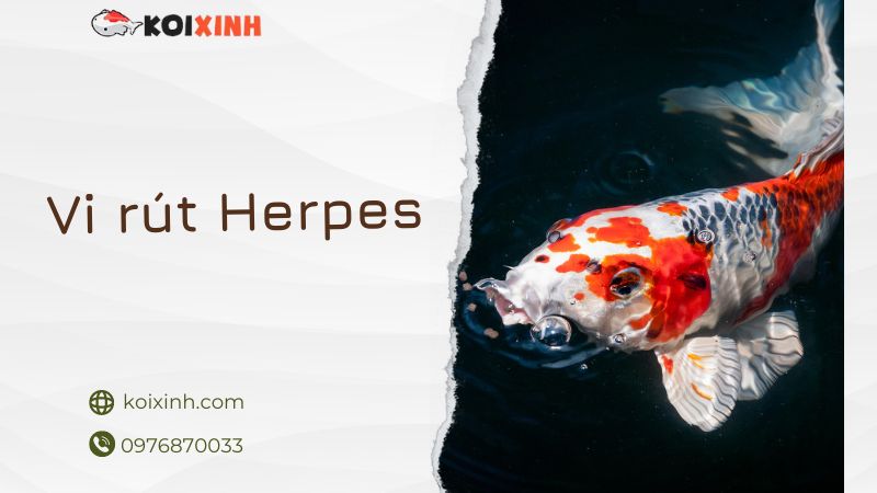 K.h.v – Vi Rút Herpes ở Cá Koi