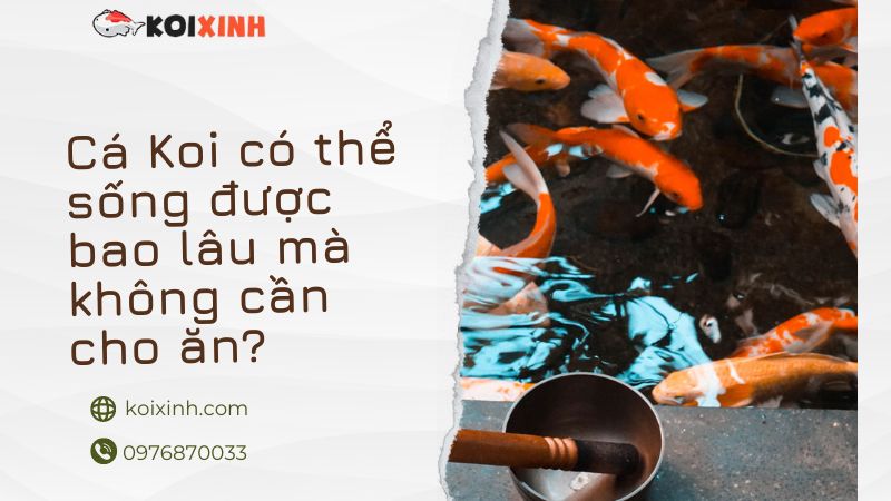 Cá Koi Có Thể Sống được Bao Lâu Mà Không Cần Cho ăn?