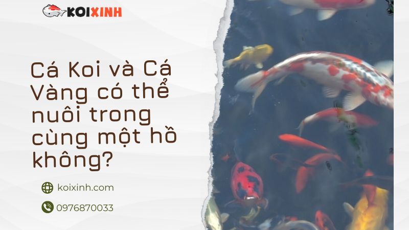 Cá Koi Và Cá Vàng Có Thể Nuôi Trong Cùng Một Ao Không?