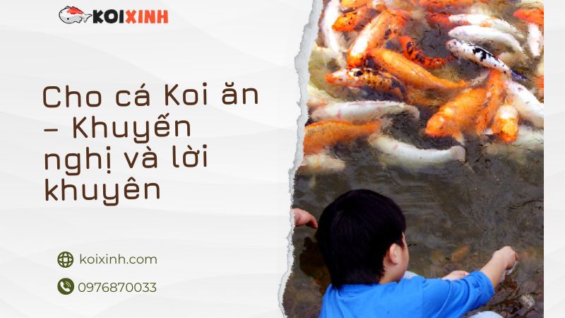 Cho Cá Koi ăn – Khuyến Nghị Và Lời Khuyên