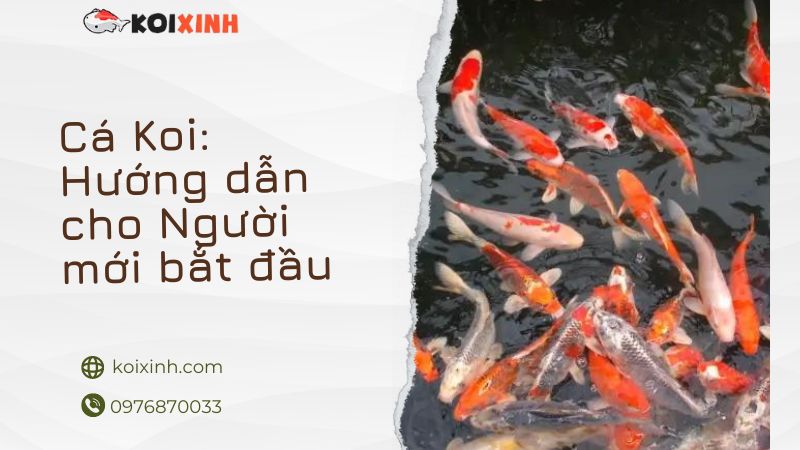 Cá Koi: Hướng Dẫn Cho Người Mới Bắt đầu