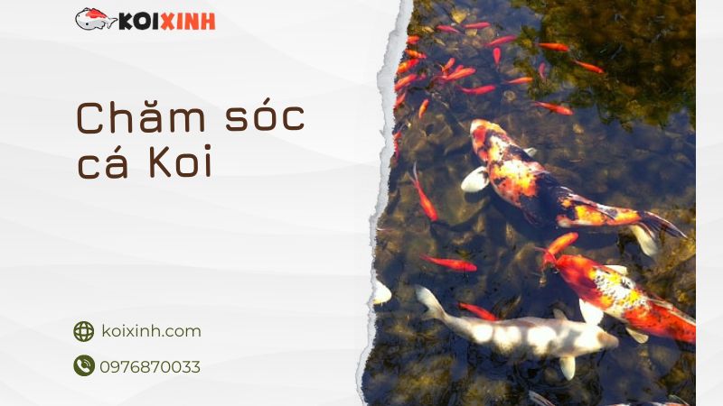 Chăm Sóc Cá Koi: Tuổi Thọ, Bạn Cùng Bể, Chế độ ăn Uống & Sức Khỏe
