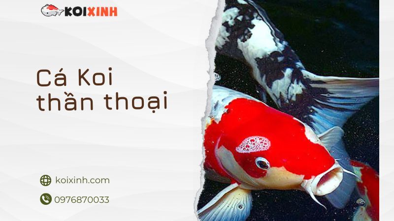 Cá Koi Thần Thoại Trong Lịch Sử