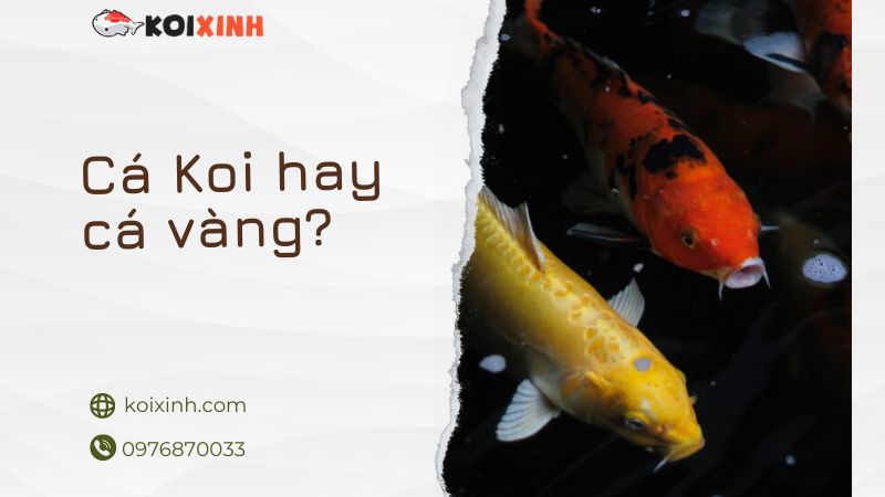 Cá Koi Hay Cá Vàng – Loài Nào Tốt Nhất Cho Ao Của Bạn ( 7 Sự Khác Biệt )