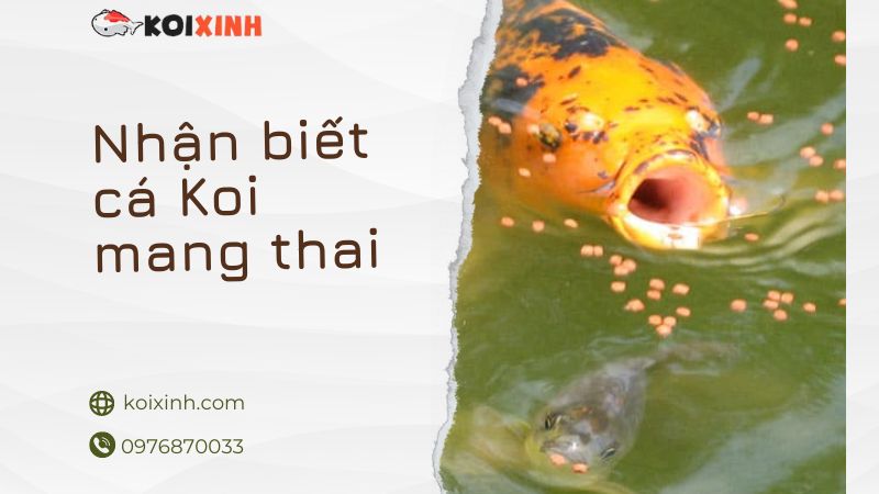 Làm Thế Nào để Biết Cá Koi đang Mang Thai (dấu Hiệu & Hành Vi)