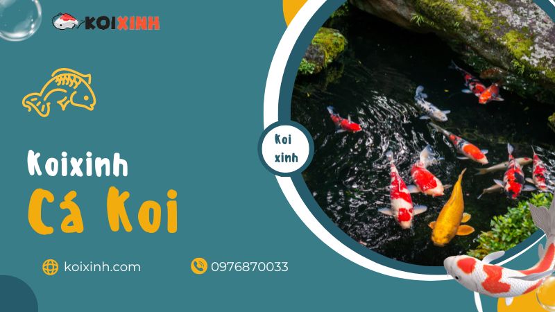 Thú Nuôi Cá Koi Của Những Người Sài Gòn Giàu Có