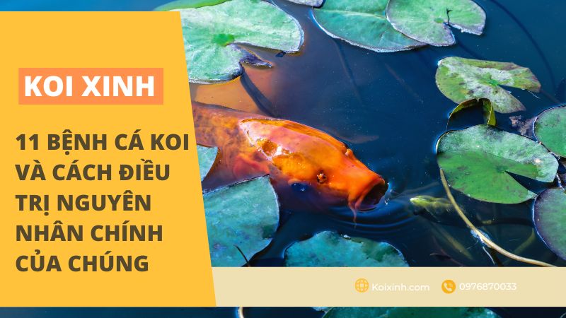 11 Bệnh Cá Koi Và Cách điều Trị Nguyên Nhân Chính Của Chúng