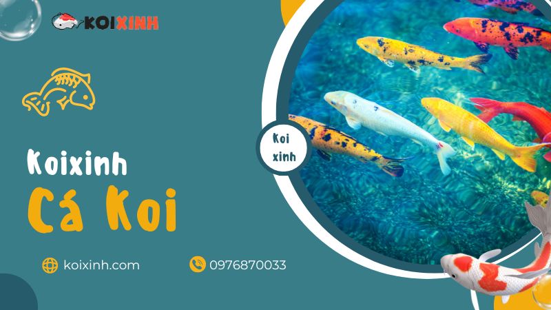Danh Sách Các Loại Và Giống Cá Chép Koi Mới Nhất
