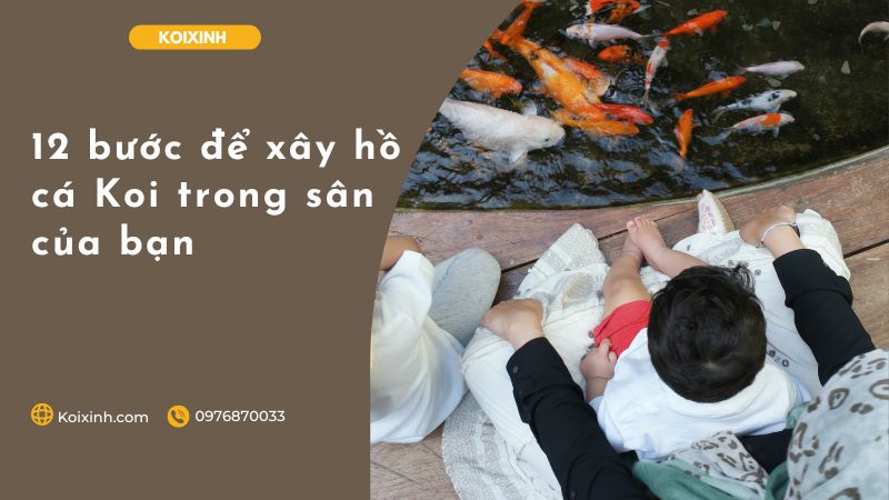 12 Bước để Xây Hồ Cá Koi Trong Sân Của Bạn