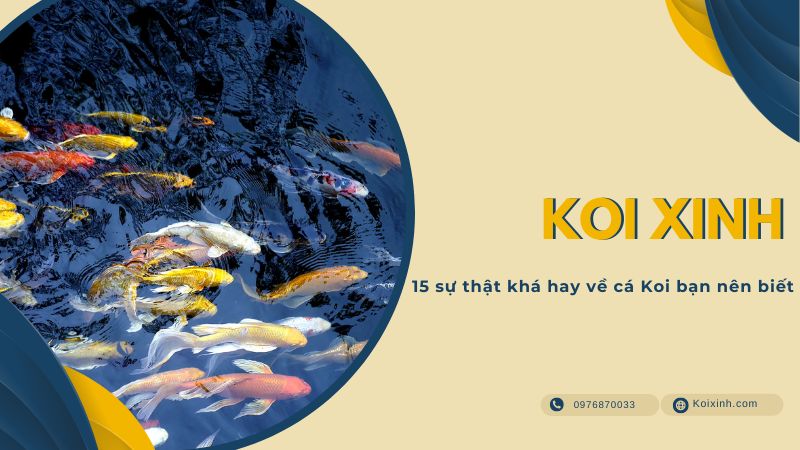 15 Sự Thật Khá Hay Về Cá Koi Bạn Nên Biết