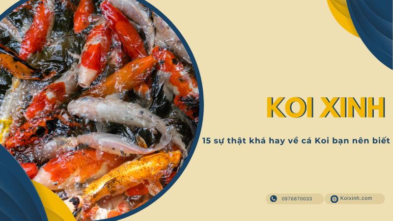 15 Sự Thật Khá Hay Về Cá Koi Bạn Nên Biết 15 Sự Thật Khá Hay Về Cá Koi Bạn Nên Biết