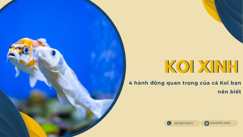 4 Hành động Quan Trọng Của Cá Koi Bạn Nên Biết 4 Hành động Quan Trọng Của Cá Koi Bạn Nên Biết