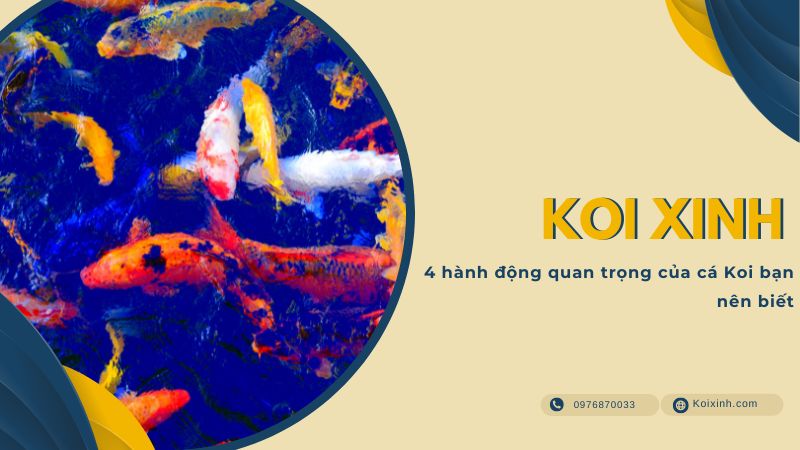 4 Hành động Quan Trọng Của Cá Koi Bạn Nên Biết 4 Hành động Quan Trọng Của Cá Koi Bạn Nên Biết