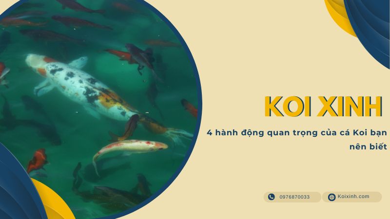 4 Hành động Quan Trọng Của Cá Koi Bạn Nên Biết