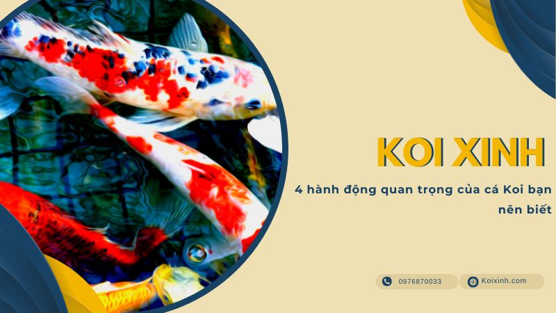 4 Hành động Quan Trọng Của Cá Koi Bạn Nên Biết 4 hành động quan trọng của cá Koi bạn nên biết