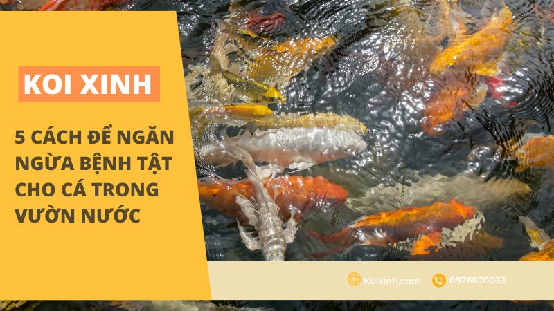 5 Cách để Ngăn Ngừa Bệnh Tật Cho Cá Trong Vườn Nước