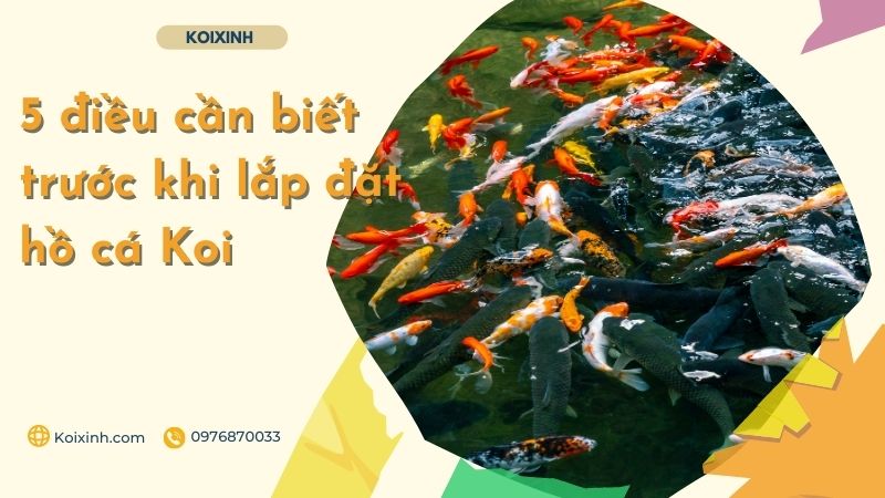 5 điều Cần Biết Trước Khi Lắp đặt Hồ Cá Koi