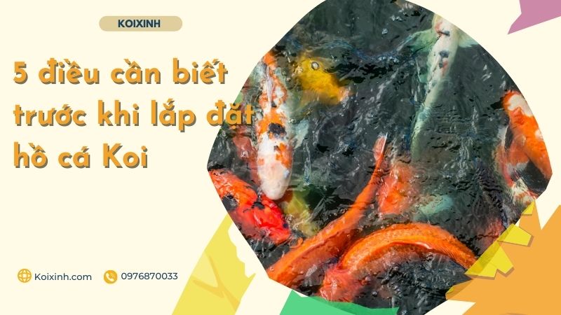 5 điều Cần Biết Trước Khi Lắp đặt Hồ Cá Koi 5 điều Cần Biết Trước Khi Lắp đặt Hồ Cá Koi