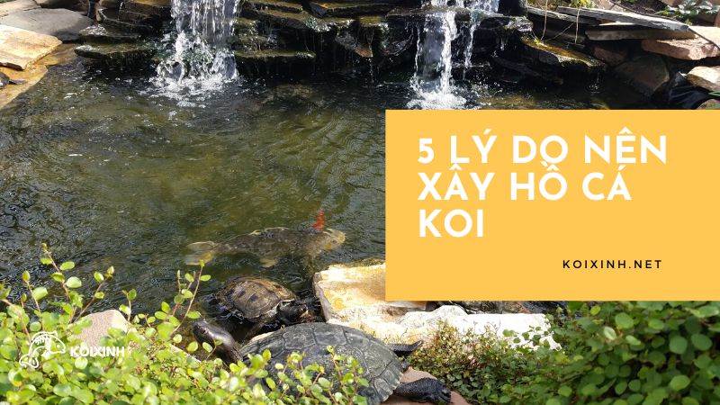 5 Lý Do Nên Xây Hồ Cá Koi 5 Lý Do Nên Xây Hồ Cá Koi