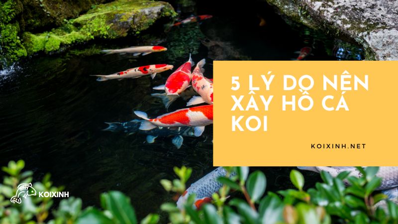 5 Lý Do Nên Xây Hồ Cá Koi