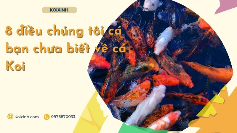 8 điều Chúng Tôi Cá Bạn Chưa Biết Về Cá Koi 8 điều Chúng Tôi Cá Bạn Chưa Biết Về Cá Koi
