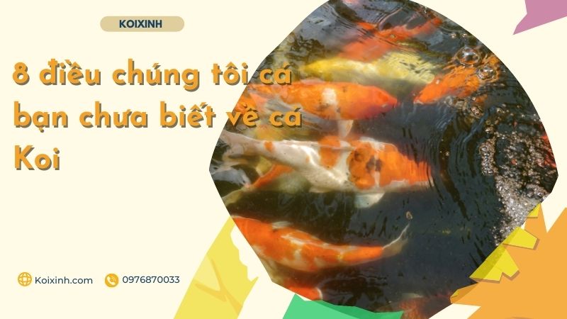 8 điều Chúng Tôi Cá Bạn Chưa Biết Về Cá Koi