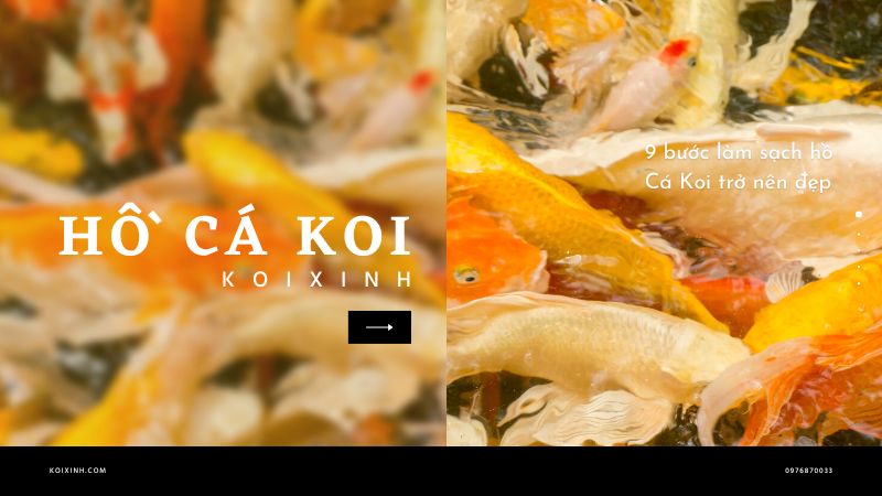 9 Bước Làm Sạch Hồ Cá Koi Trở Nên đẹp