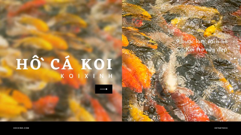 9 bước làm sạch hồ Cá Koi trở nên đẹp