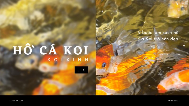 9 bước làm sạch hồ Cá Koi trở nên đẹp