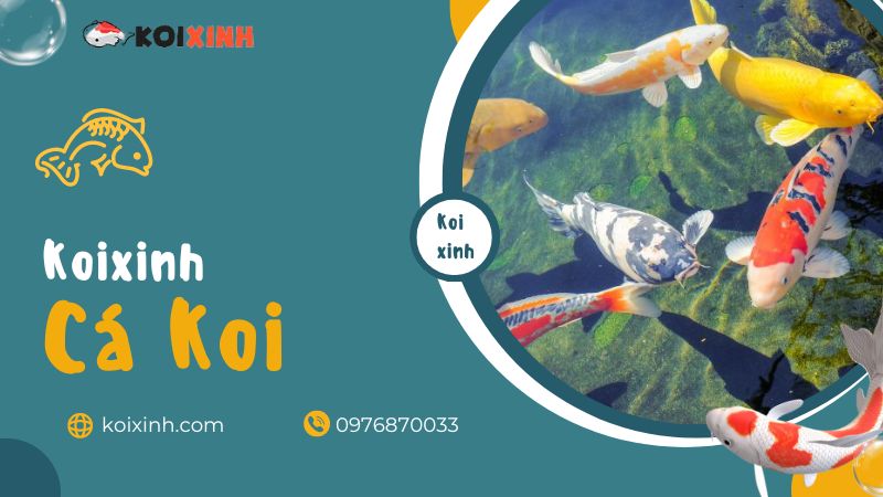 Sự Thật Về Cá Koi Vô Cùng Thú Vị