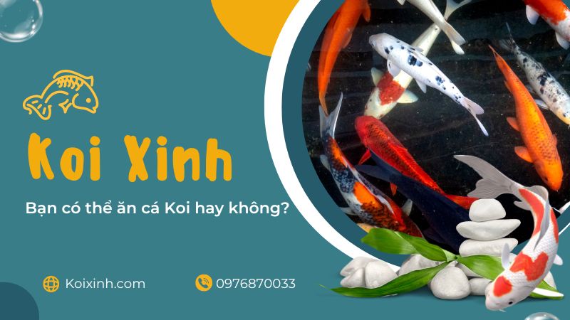 Bạn Có Thể ăn Cá Koi Hay Không? Bạn Có Thể ăn Cá Koi Hay Không?