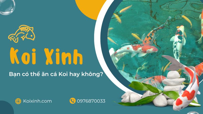 Bạn Có Thể ăn Cá Koi Hay Không?