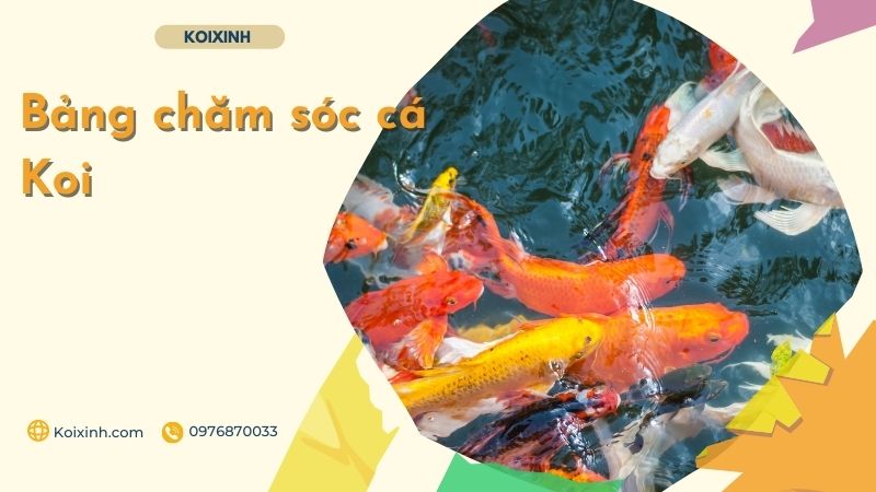 Bảng Chăm Sóc Cá Koi