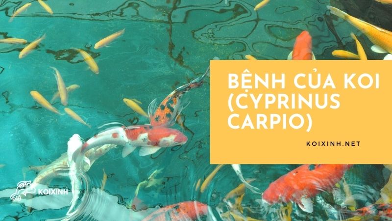 Bệnh của Koi (Cyprinus carpio)