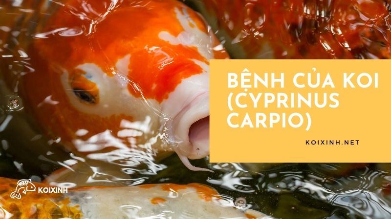 Bệnh của Koi (Cyprinus carpio)