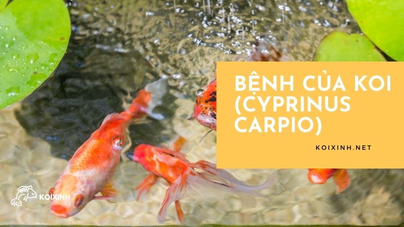 Bệnh của Koi (Cyprinus carpio)
