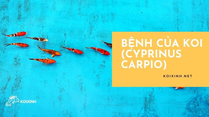 Bệnh của Koi (Cyprinus carpio)