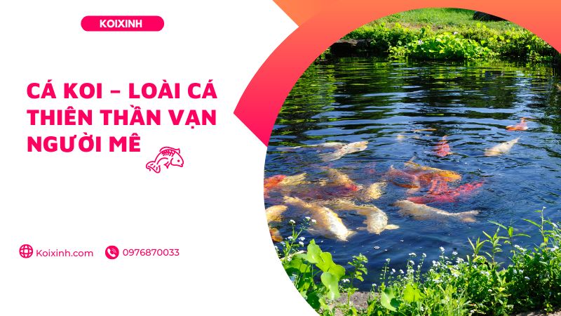 Cá Koi – Loài Cá Thiên Thần Vạn Người Mê Cá Koi – Loài Cá Thiên Thần Vạn Người Mê