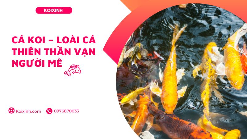 Cá Koi – Loài Cá Thiên Thần Vạn Người Mê