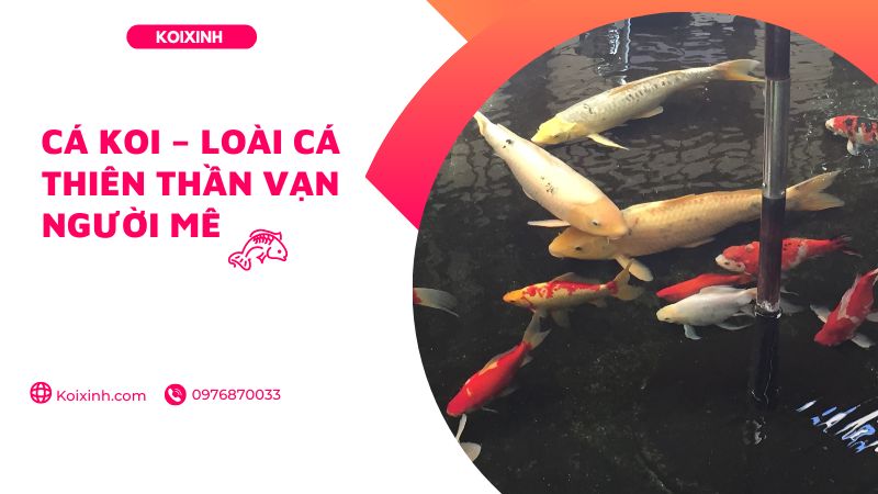Cá Koi – Loài Cá Thiên Thần Vạn Người Mê