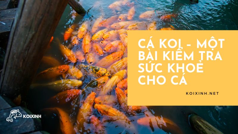 Cá Koi – Một Bài Kiểm Tra Sức Khoẻ Cho Cá